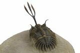 Trident Walliserops Trilobite - Exceptional Preparation #328606-4